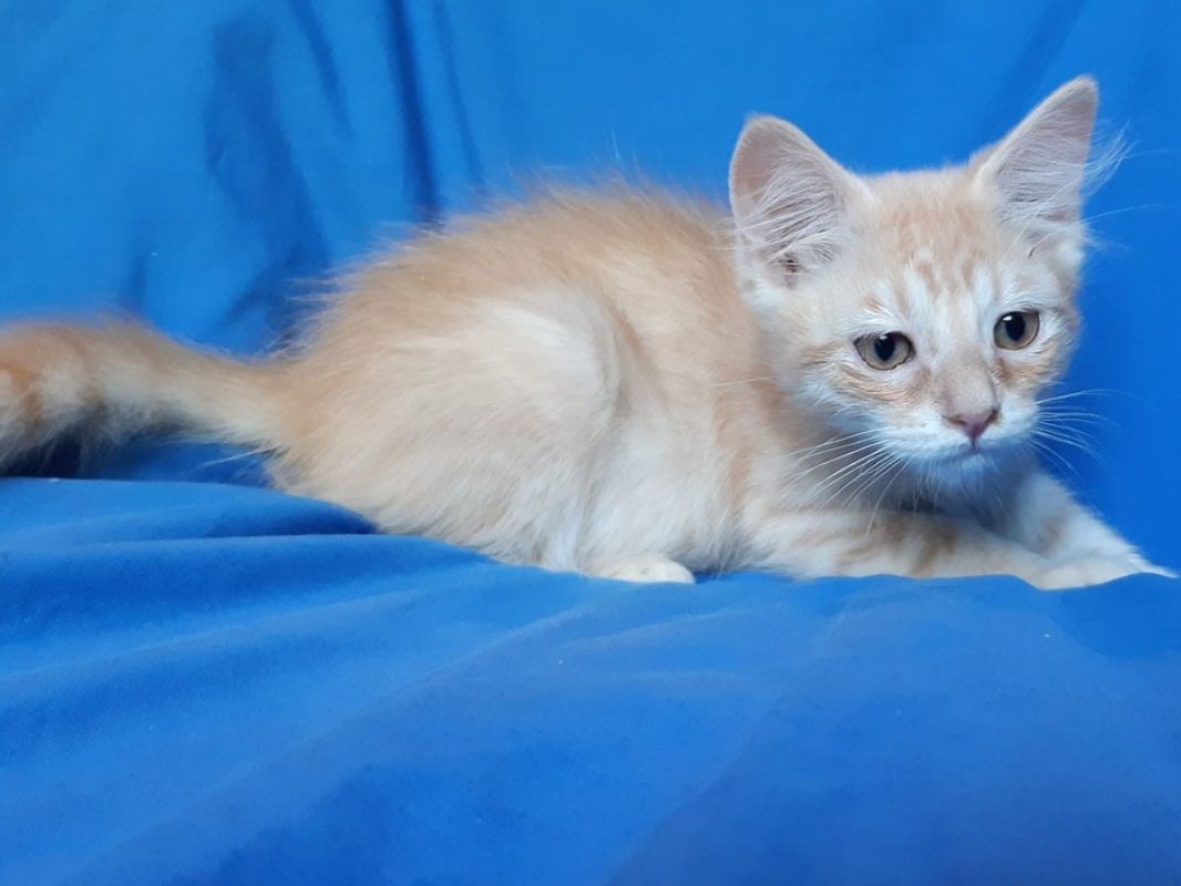 Caribou - Chat Européen à adopter - photo 3