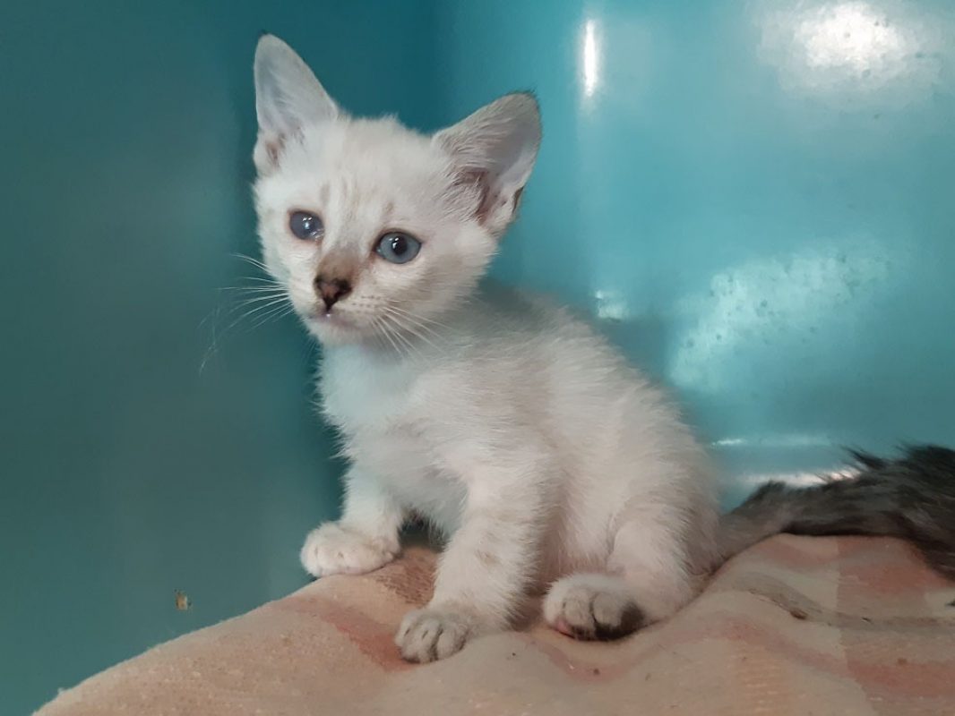 Colibri - Chat Européen à adopter