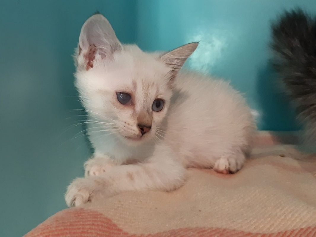 Colibri - Chat Européen à adopter - photo 2