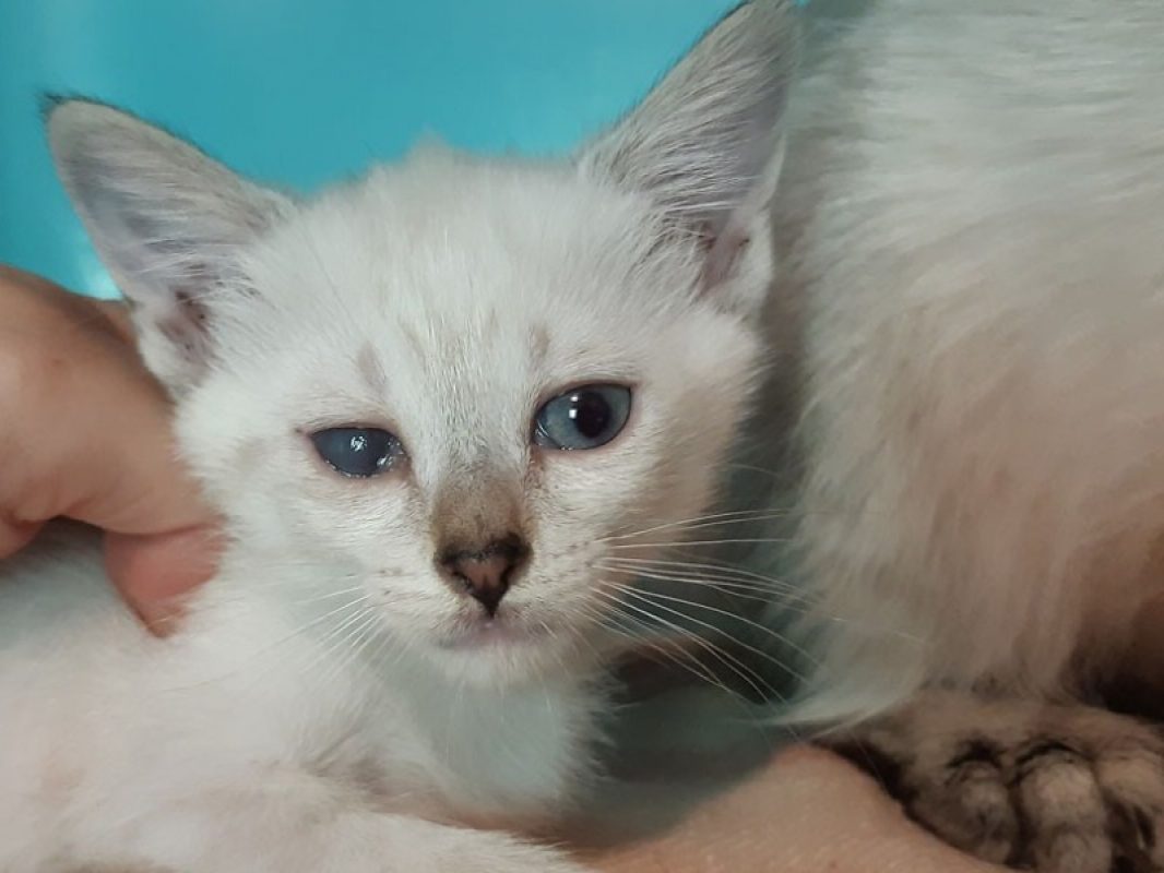 Colibri - Chat Européen à adopter - photo 3