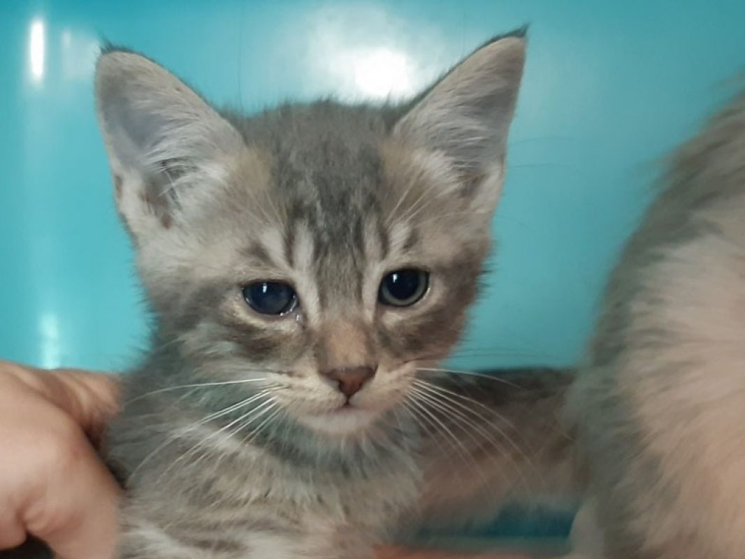 Coaticook - Chat Européen à adopter