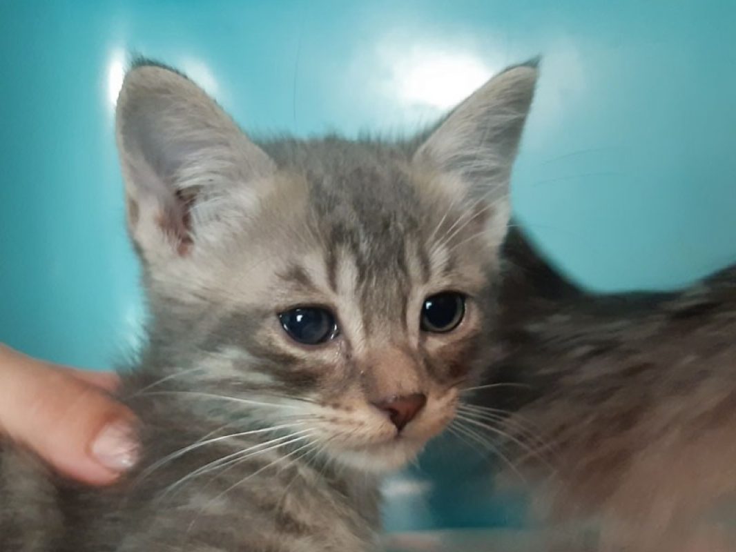 Coaticook - Chat Européen à adopter - photo 2