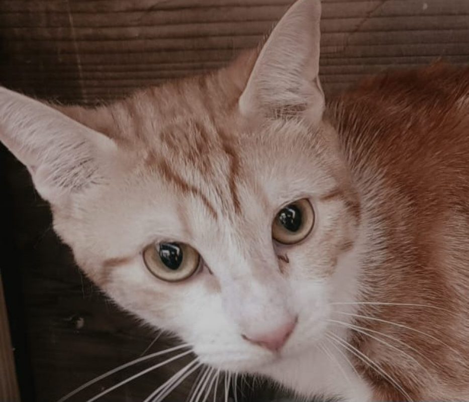 Mathilde - Chat à adopter