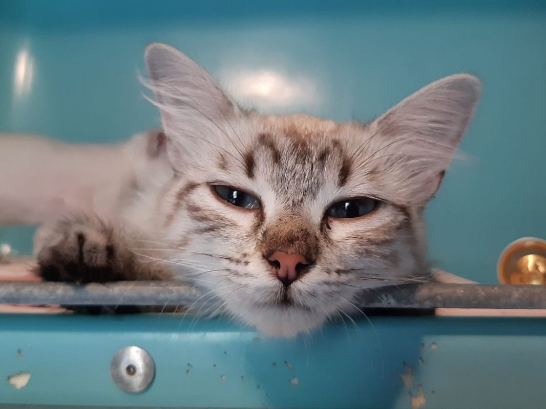 Chicoutimi - Chat Européen à adopter