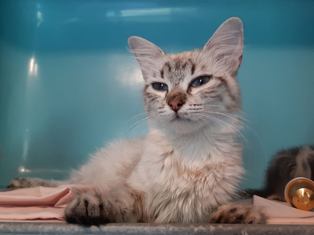 Chicoutimi - Chat Européen à adopter - photo 2