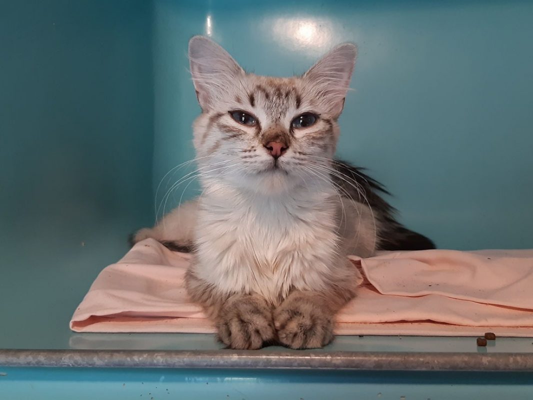 Chicoutimi - Chat Européen à adopter - photo 4