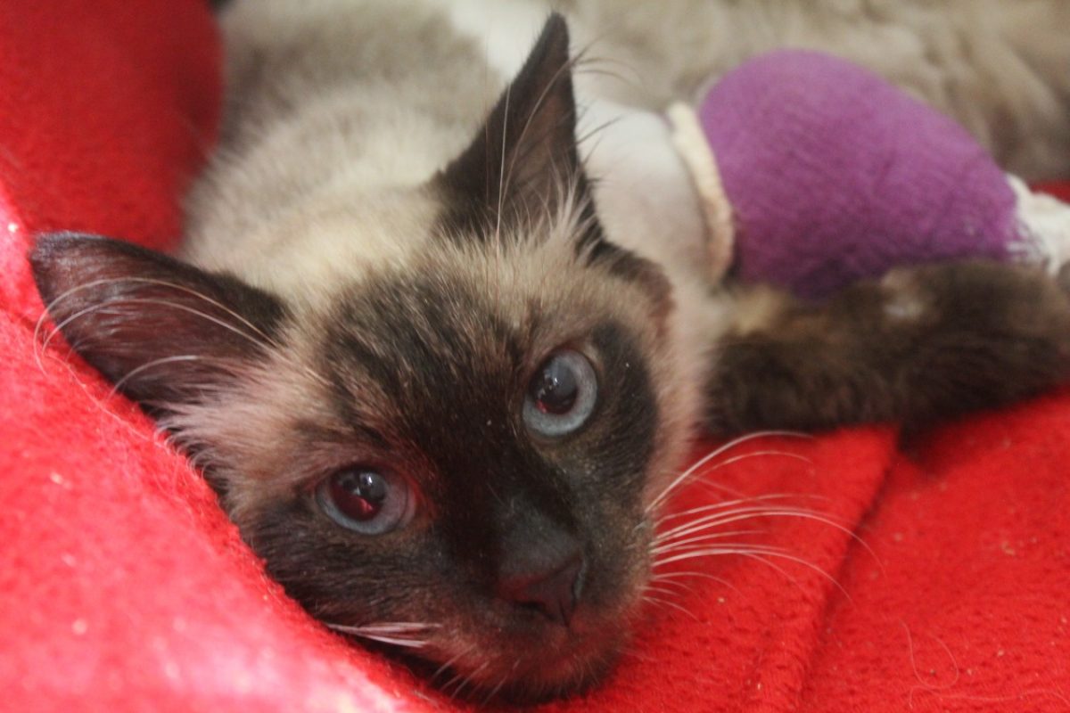 Boxy - Chat Européen à adopter