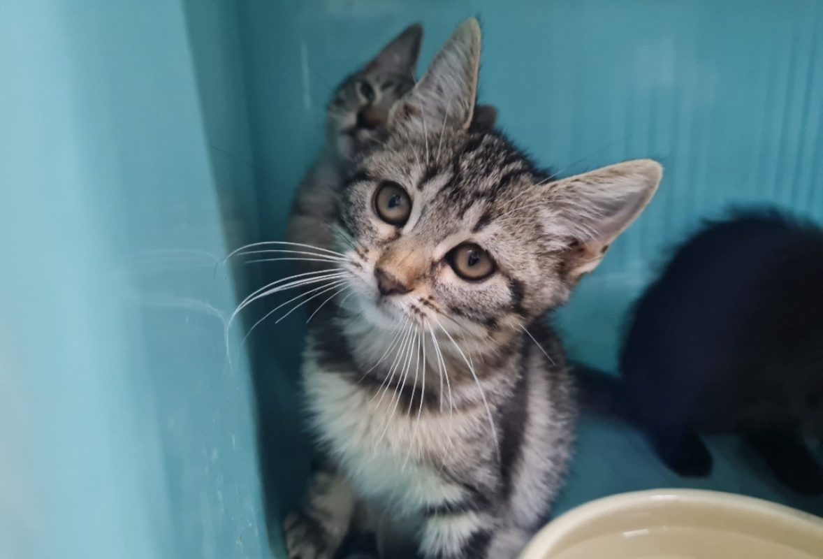 Safari - Chat Européen à adopter