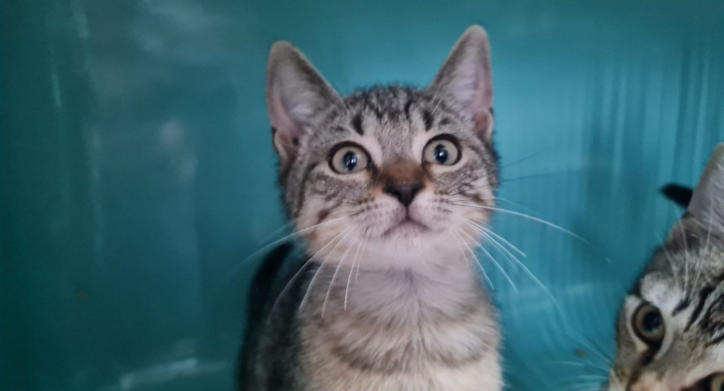 Brume - Chat Européen à adopter