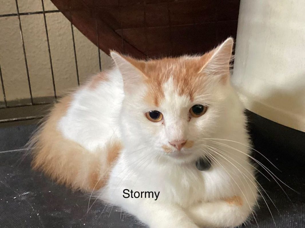 STORMY - Chat Européen à adopter