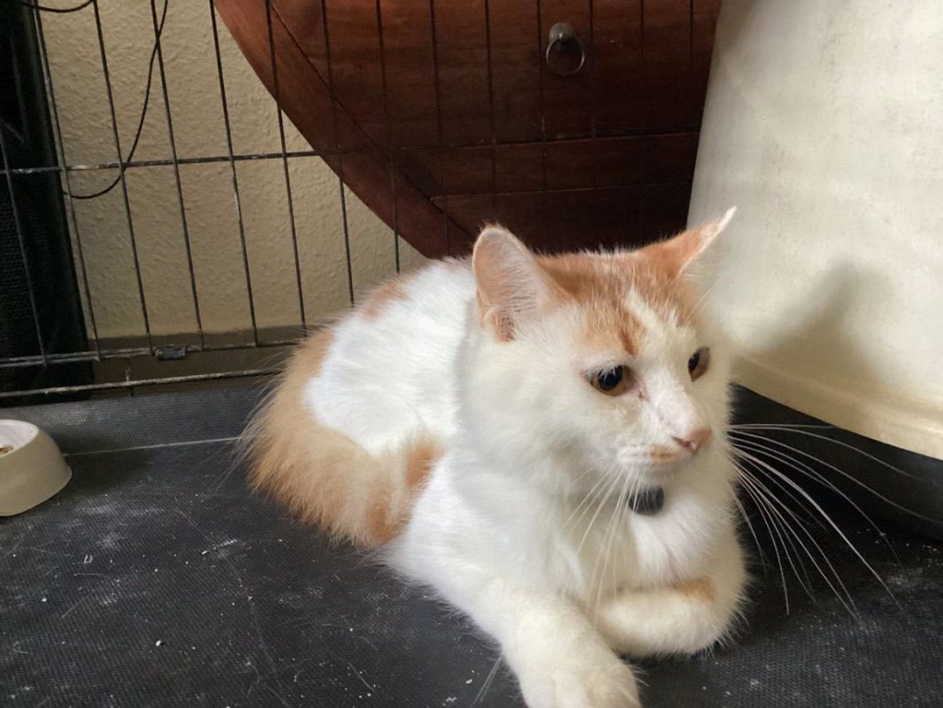 STORMY - Chat Européen à adopter - photo 3
