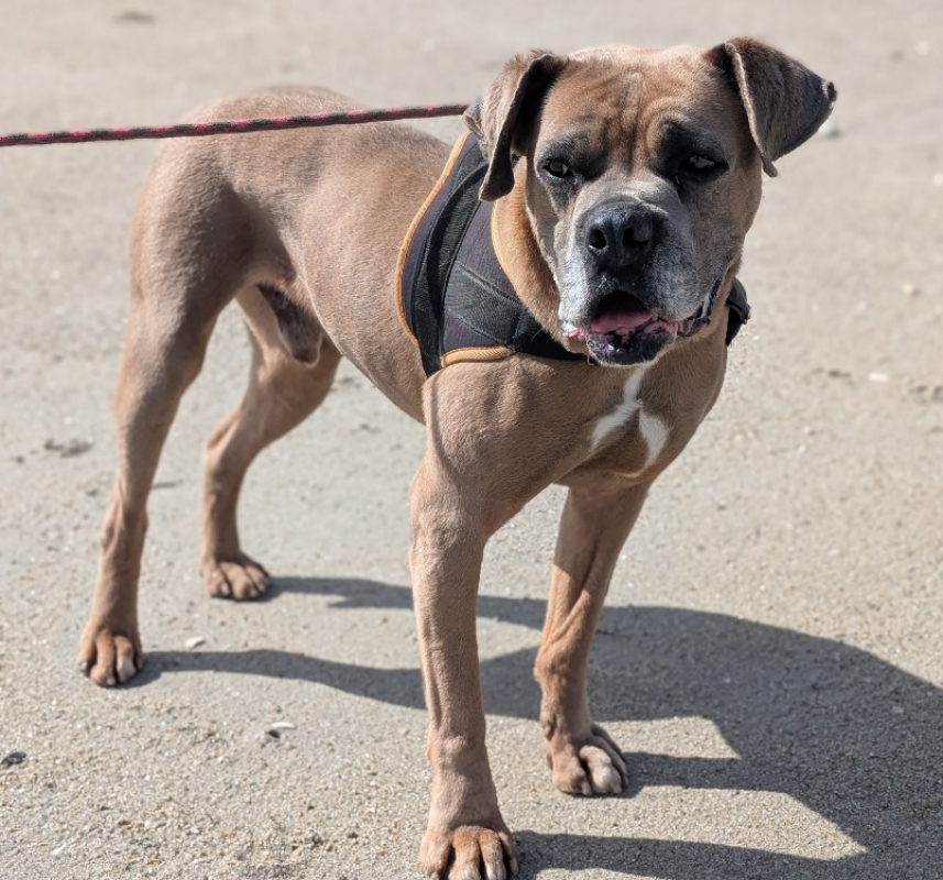 Cosmos - Chien à adopter
