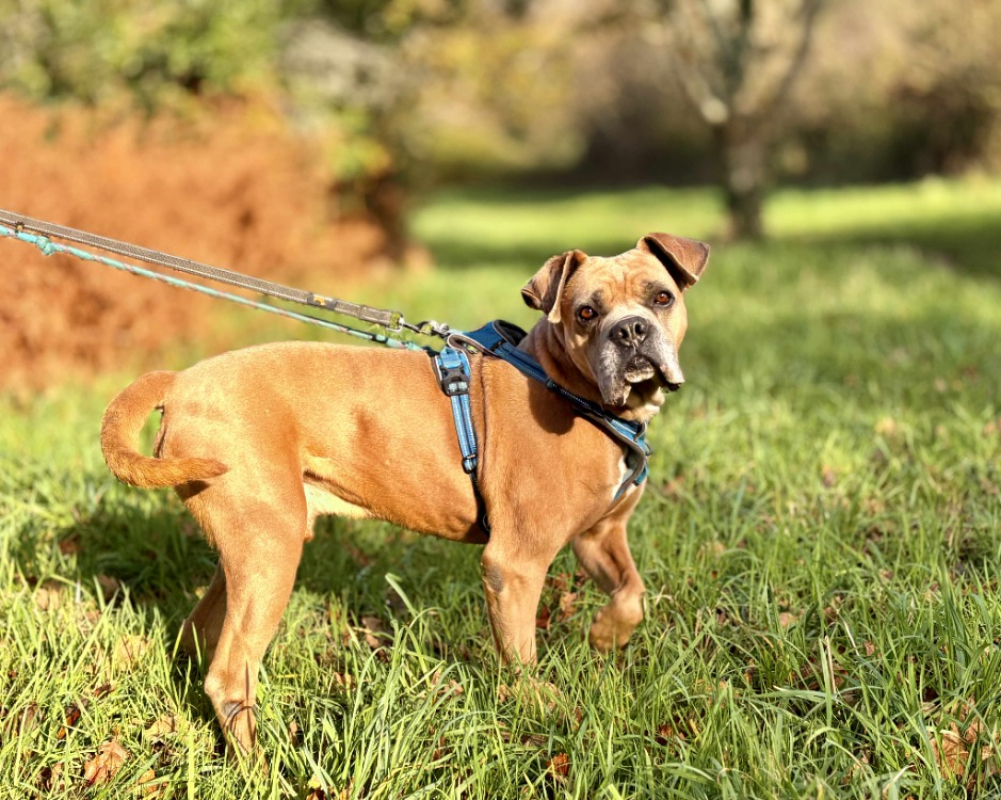 Cosmos - Chien à adopter - photo 2