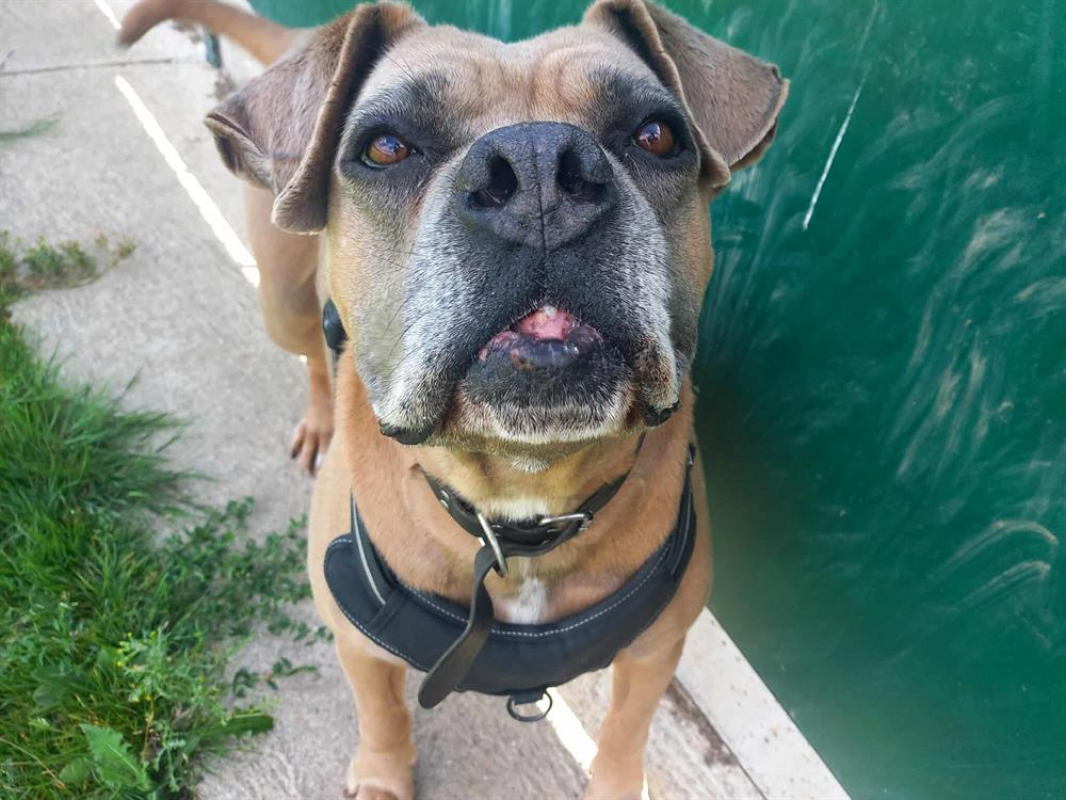 Cosmos - Chien à adopter - photo 5