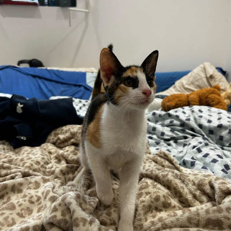 ISIS - Chat Européen à adopter - photo 3