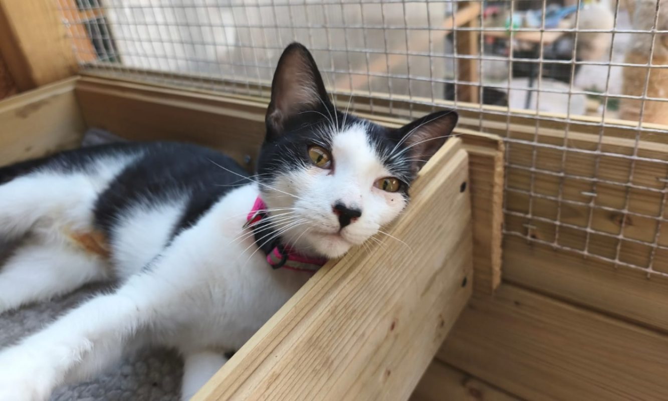 Rose - Chat à adopter