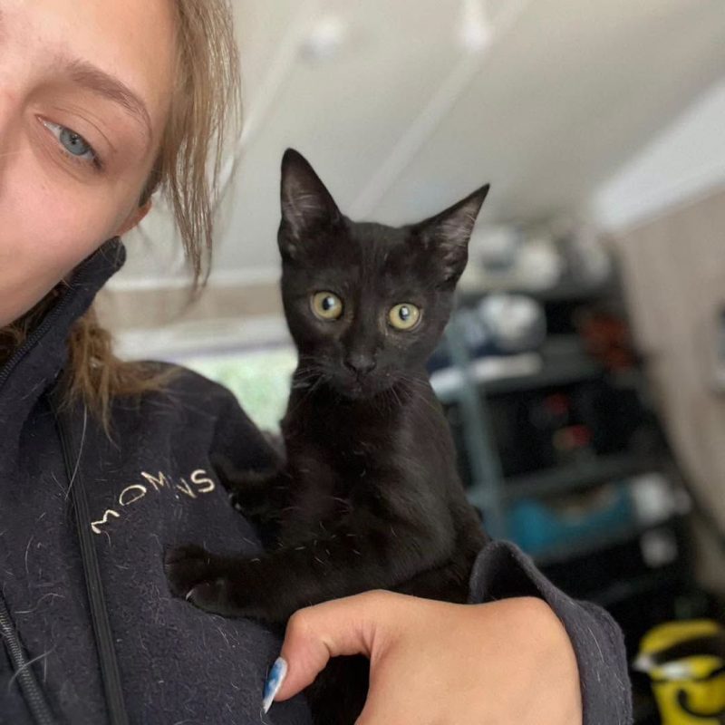 MILORD - Chat Européen à adopter - photo 4