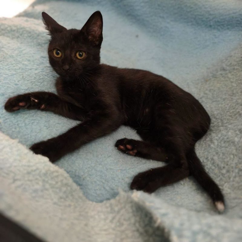 MILORD - Chat Européen à adopter - photo 2