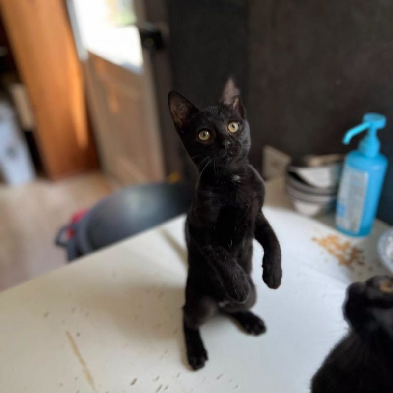 MILORD - Chat Européen à adopter - photo 3