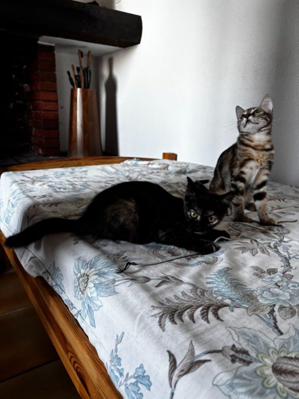 Becky & Basilisse - Chat Européen à adopter - photo 5