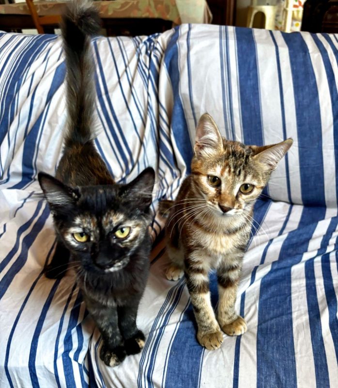 Becky & Basilisse - Chat Européen à adopter