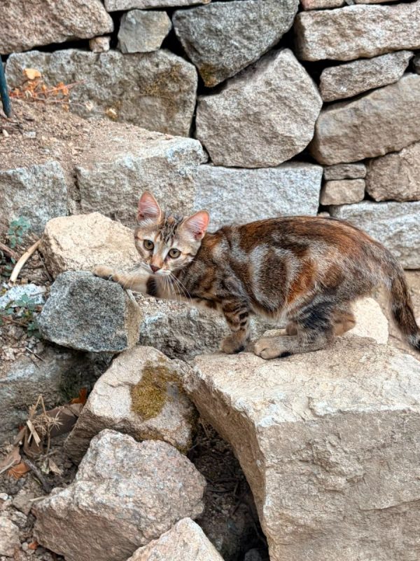 Becky & Basilisse - Chat Européen à adopter - photo 4
