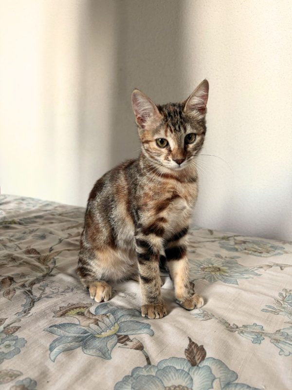 Becky & Basilisse - Chat Européen à adopter - photo 2