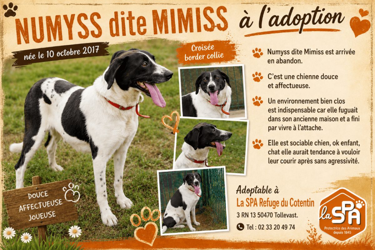 Mimiss - Chien Border Collie à adopter