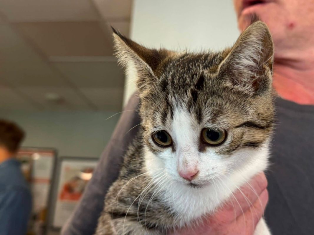 Chicha - Chat Européen à adopter