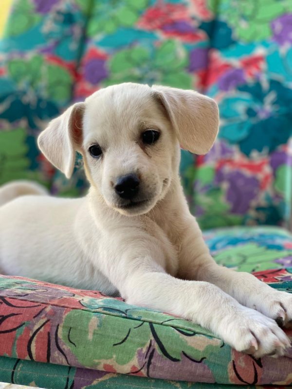 Lucky - Chien à adopter