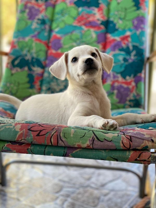 Lucky - Chien à adopter - photo 4