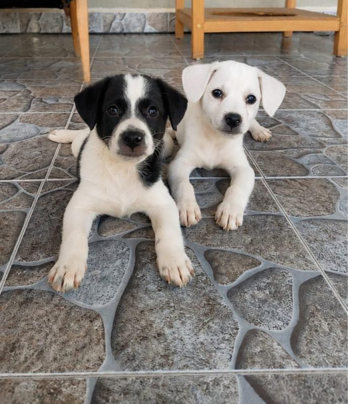 Lucky - Chien à adopter - photo 3
