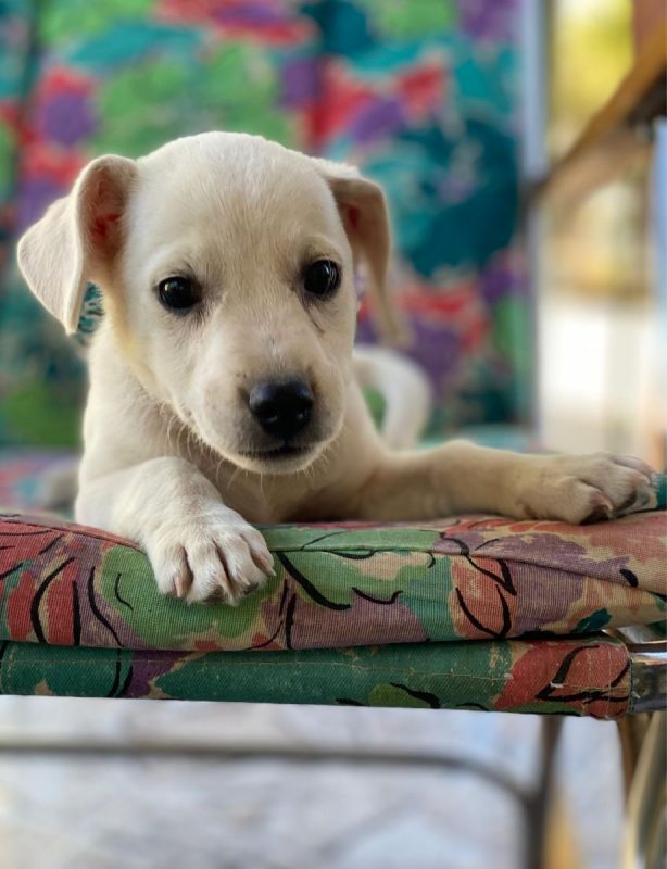 Lucky - Chien à adopter - photo 6