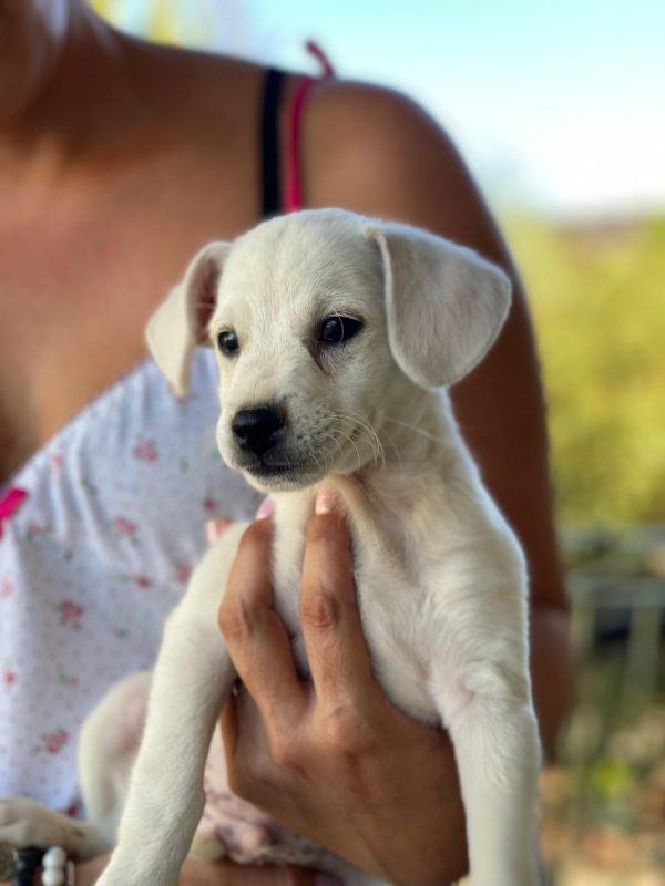Lucky - Chien à adopter - photo 2