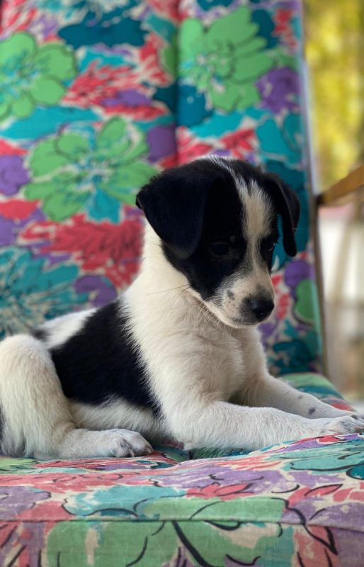 Luke - Chien à adopter - photo 11