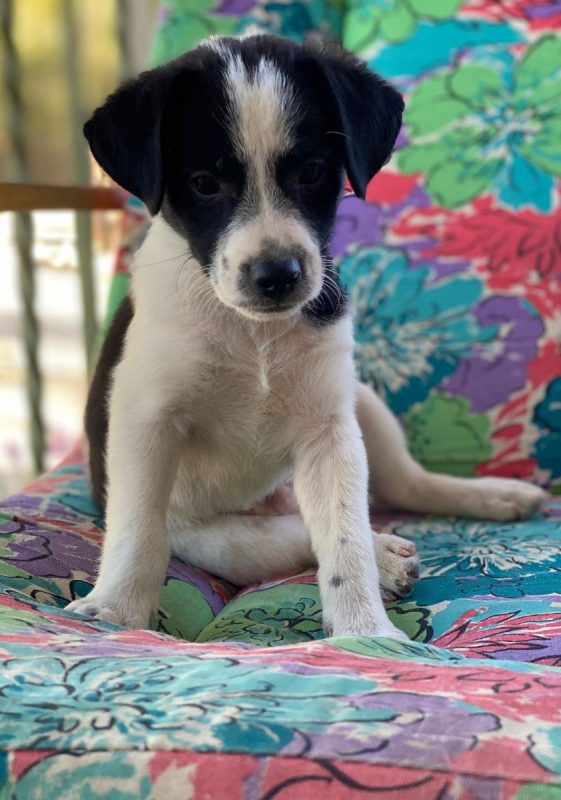 Luke - Chien à adopter - photo 10