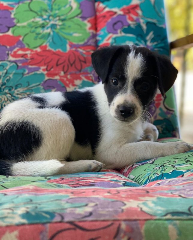 Luke - Chien à adopter - photo 5