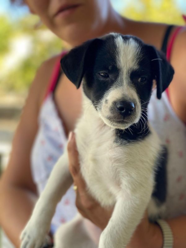 Luke - Chien à adopter - photo 9