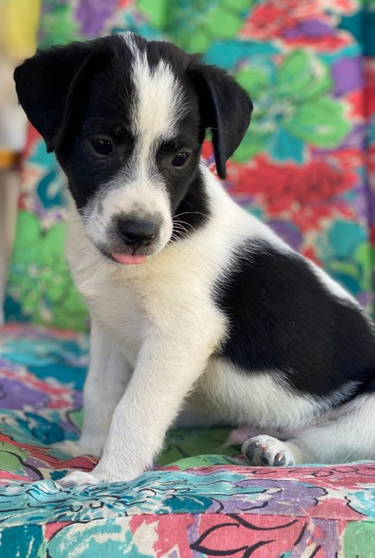 Luke - Chien à adopter - photo 2