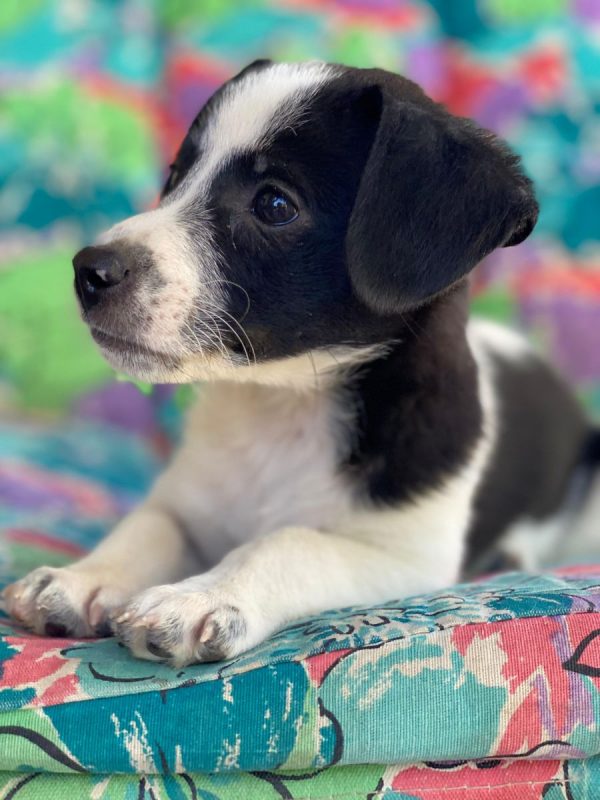 Luke - Chien à adopter - photo 4