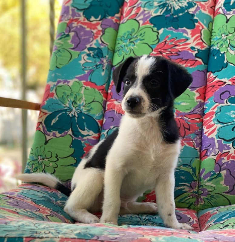 Luke - Chien à adopter - photo 8