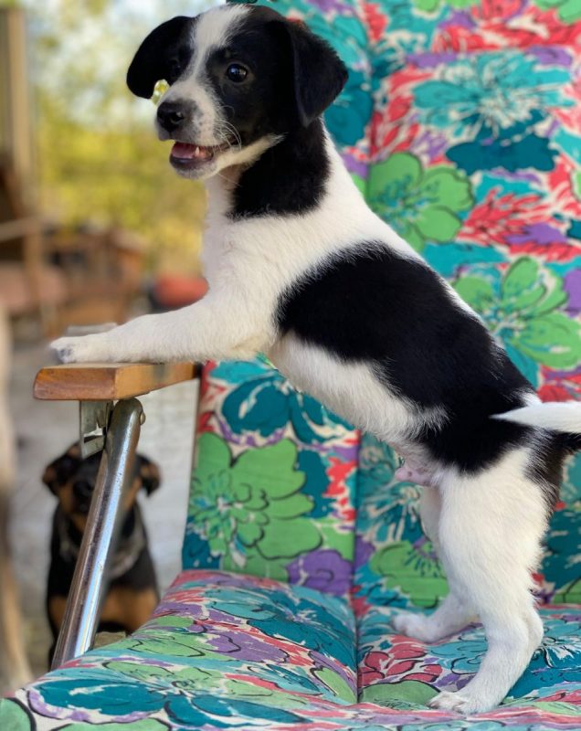 Luke - Chien à adopter - photo 7