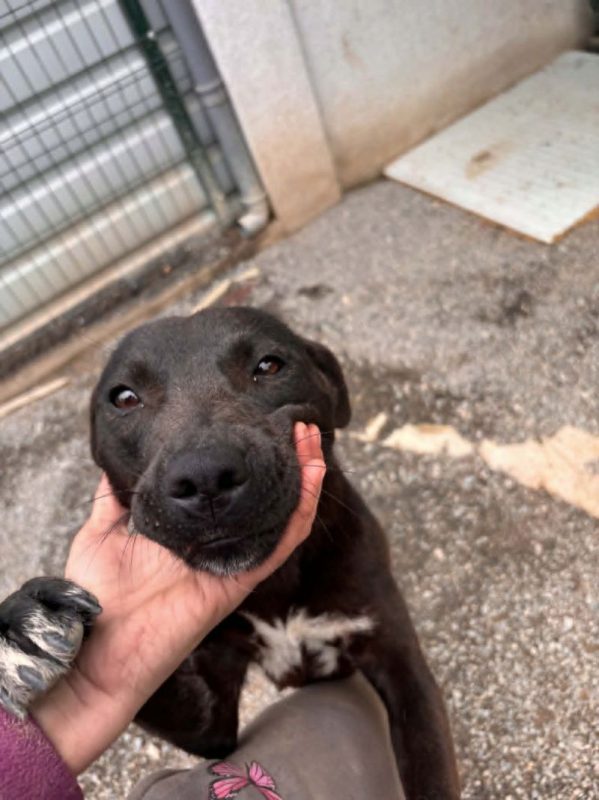 ATHY - Chien Labrador-Retriever à adopter - photo 3