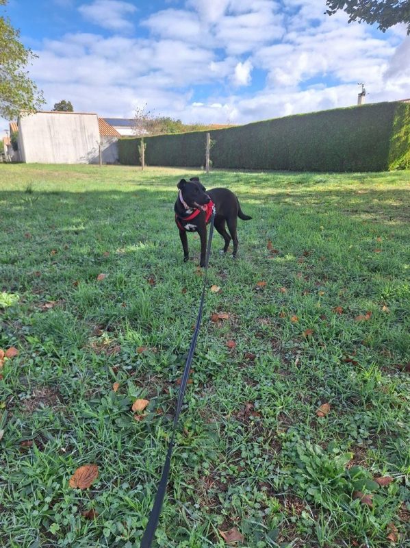 ATHY - Chien Labrador-Retriever à adopter - photo 6