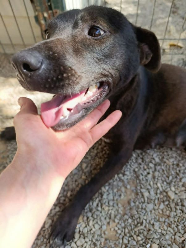 ATHY - Chien Labrador-Retriever à adopter - photo 2