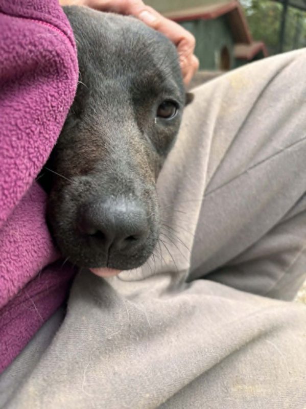 ATHY - Chien Labrador-Retriever à adopter