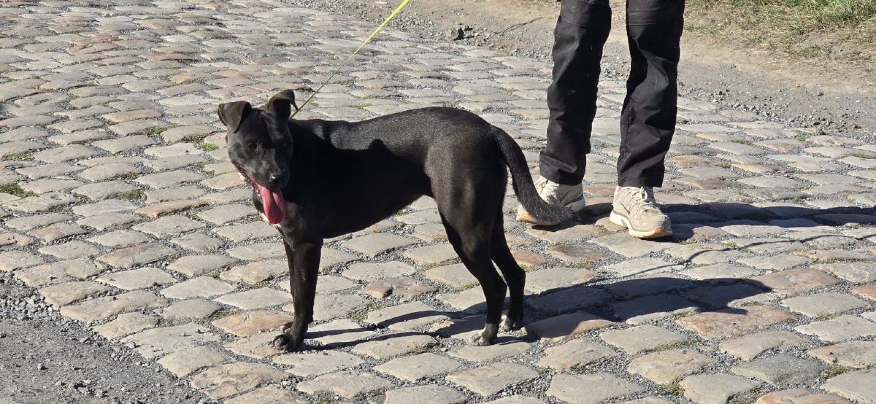 ATHY - Chien Labrador-Retriever à adopter - photo 5