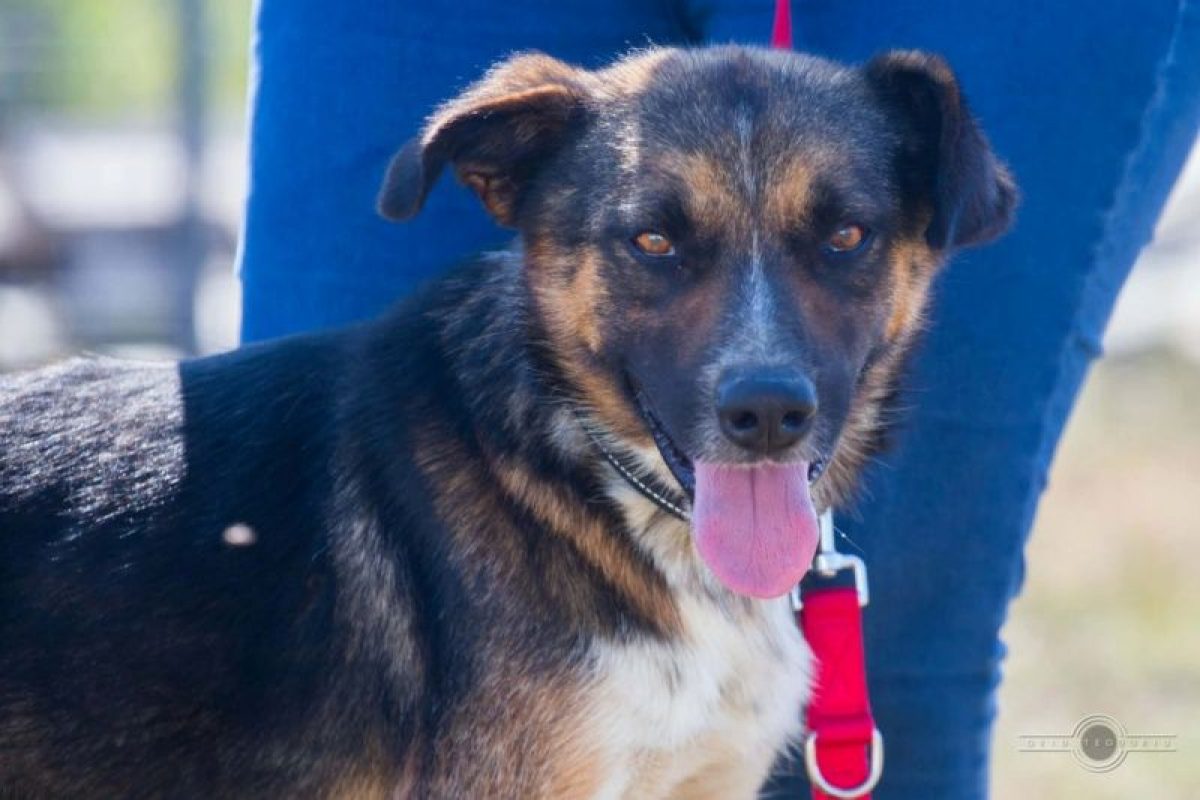 zeus - Chien à adopter - photo 2