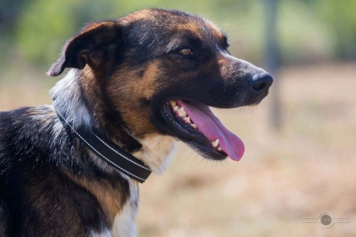 zeus - Chien à adopter - photo 5