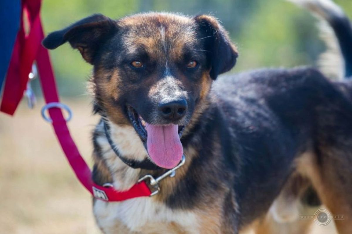 zeus - Chien à adopter